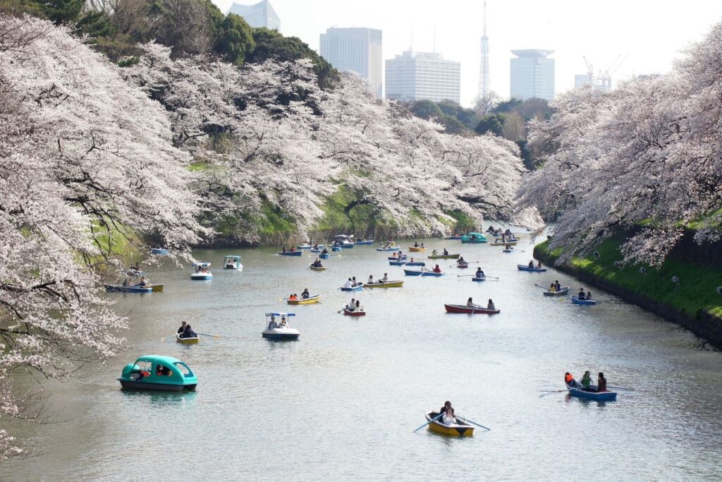 Chidorigafuchi Cherry Blossom