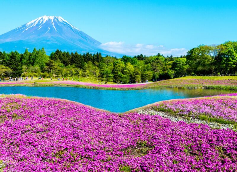 Fuji Shibazakura Festival