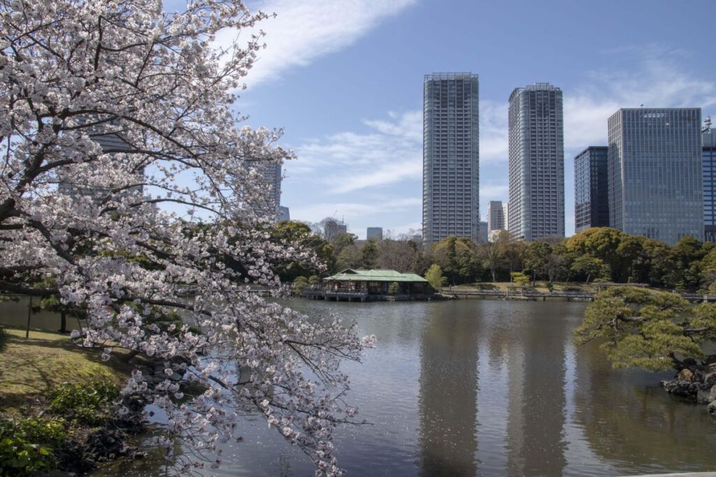 Hama Rikyu Gardens Cherry Blossom