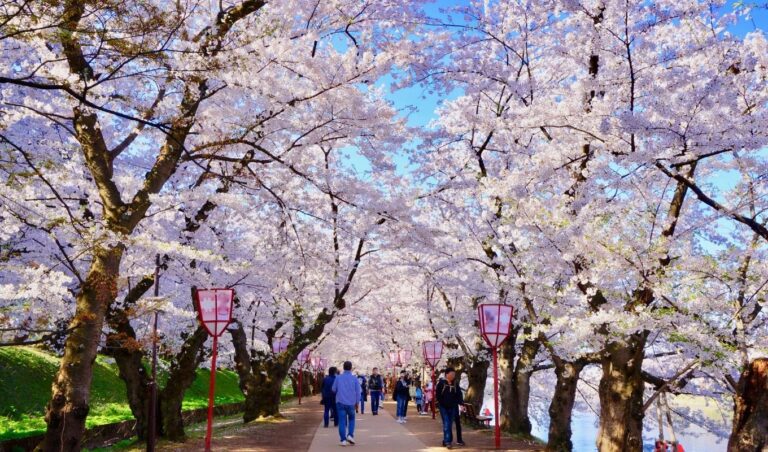 Hirosaki Cherry Blossom