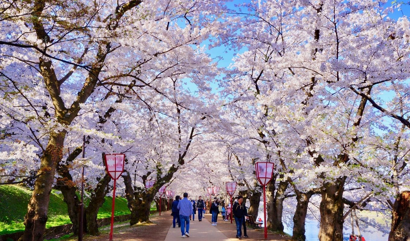 Hirosaki Cherry Blossom