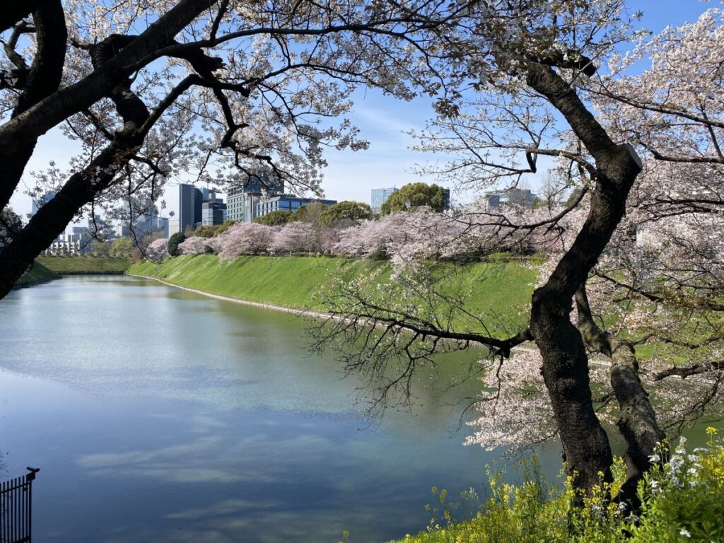 Imperial Palace East Gardens Cherry Blossom