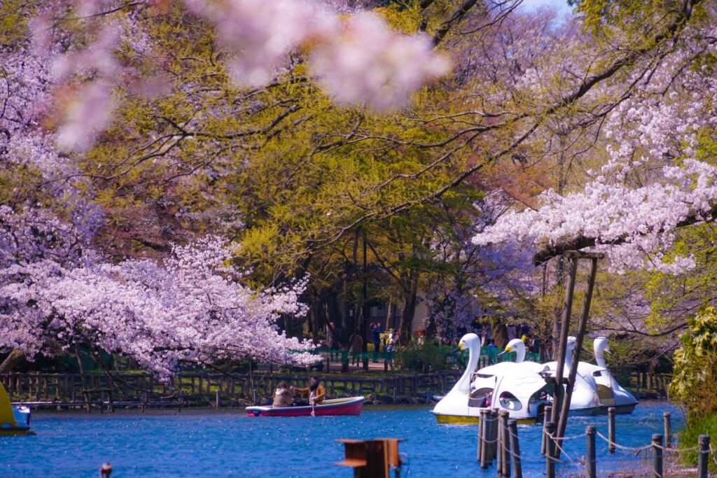 Inokashira Park Cherry Blossom