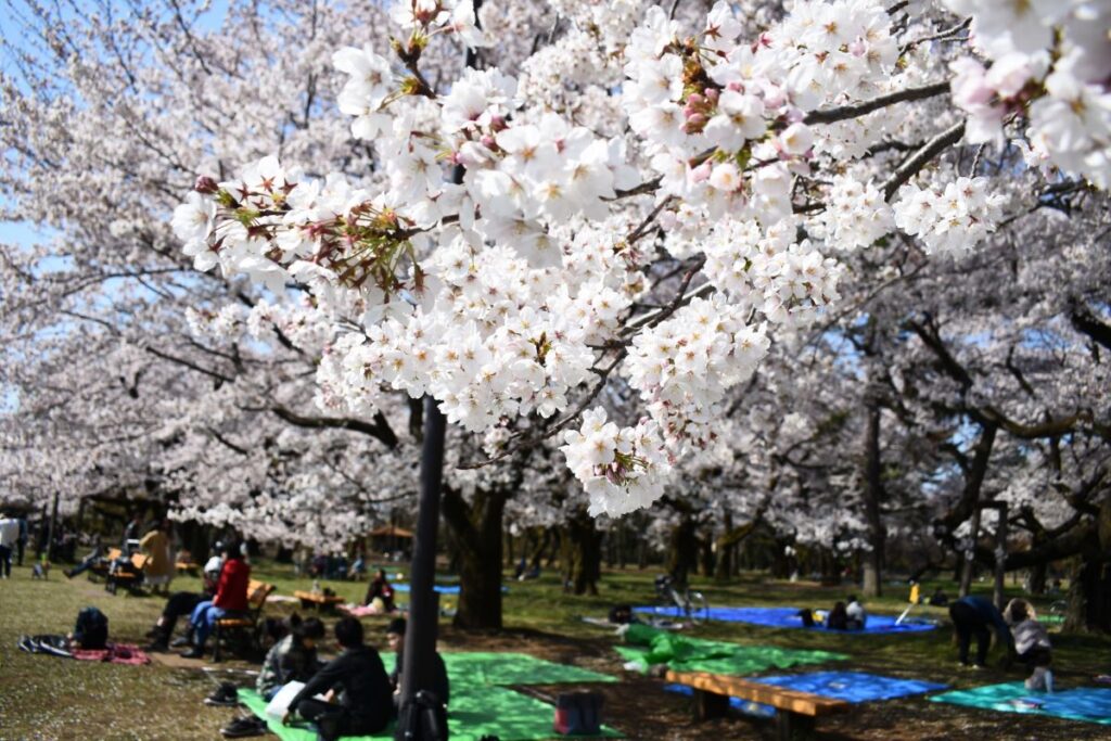Koganei Park Cherry Blossom
