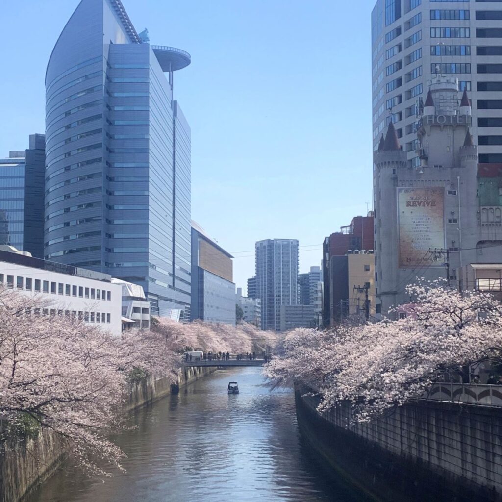 Meguro River Cherry Blossom