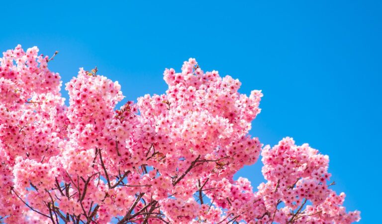 Shinjuku gyoen Park Sakura