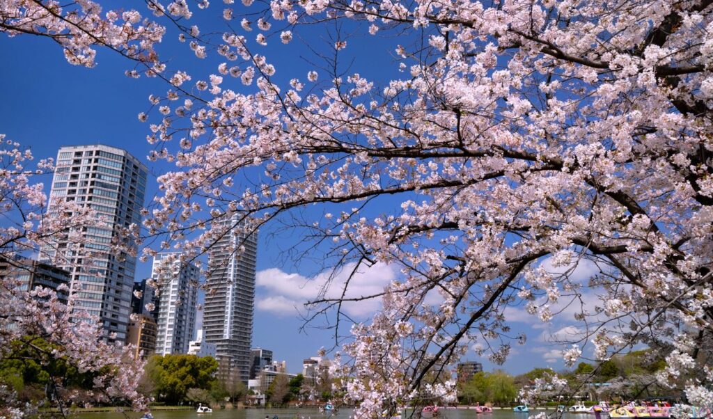 Shinobazu Pond Ueno park Tokyo