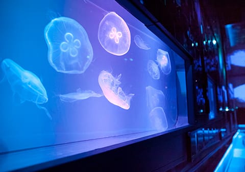 Sumida Aquarium Tokyo Sky Tree © TOBU RAILWAY