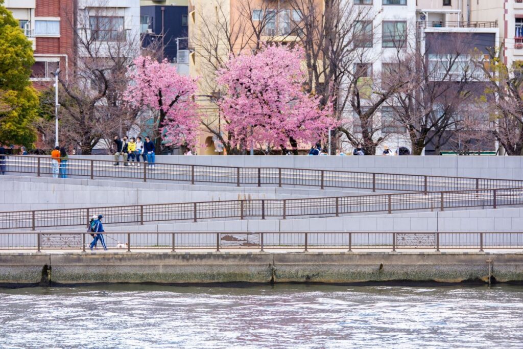Sumida Park Cherry Blossom