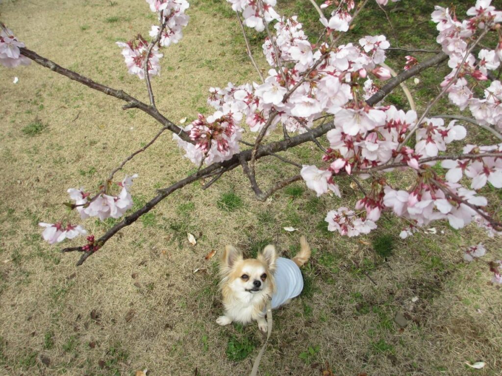 Yoyogi Park Cherry Blossom