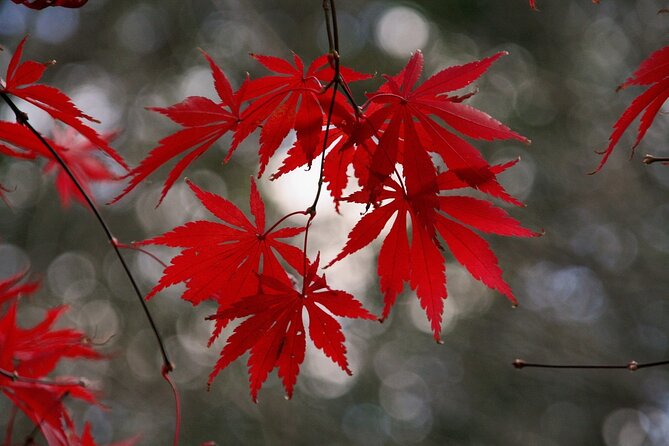 All Inclusive Full Day Private Kyoto Sightseeing Tour - Quick Takeaways