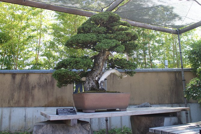Bonsai Museum & Bonsai Experience Quick Takeaways