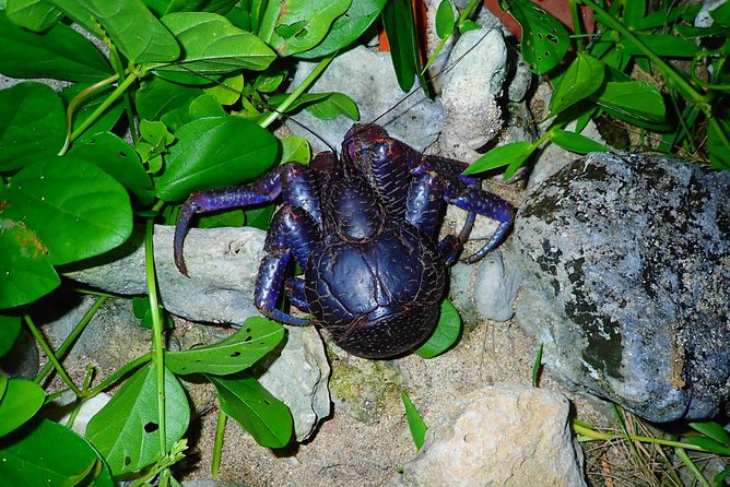 [Ishigaki] Night Jungle Tour - Tour Pickup Information