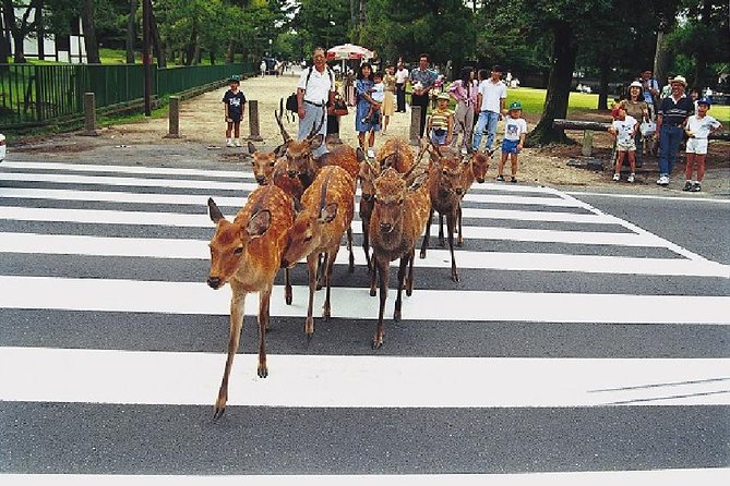 Nara Afternoon Tour – Todaiji Temple and Deer Park From Kyoto