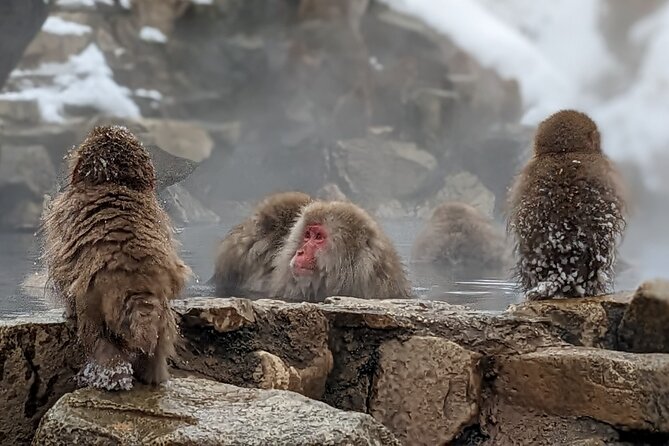 Nagano Snow Monkey 1 Day Tour With Beef Sukiyaki Lunch From Tokyo - Overview of Nagano Snow Monkey Tour