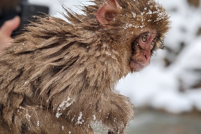 Nagano Snow Monkey 1 Day Tour With Beef Sukiyaki Lunch From Tokyo - Additional Information and Cancellation Policy