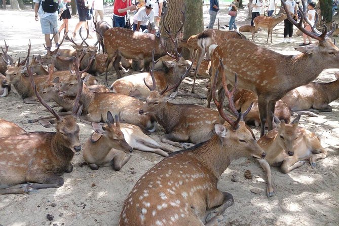 all-must-sees-in-3-hours-nara-park-classic-tour-from-jr-nara-quick-takeaways