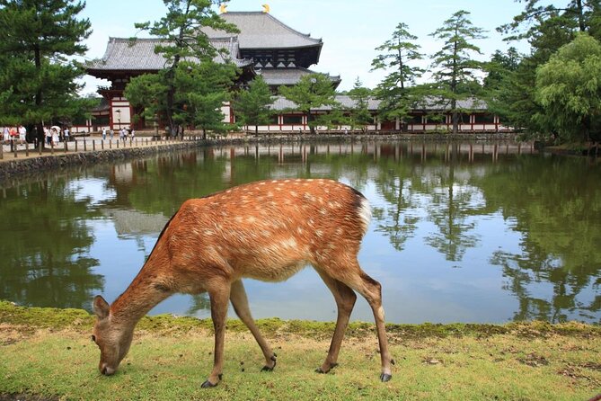 All Must-Sees in 3 Hours - Nara Park Classic Tour! From JR Nara! - Unique Experiences: Interacting With Naras Famous Deer