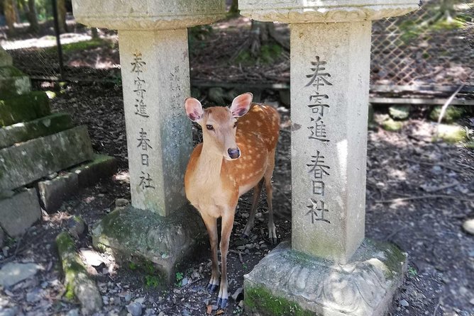 Nara Half Day Trip Walking Tour - Tour Overview and Highlights