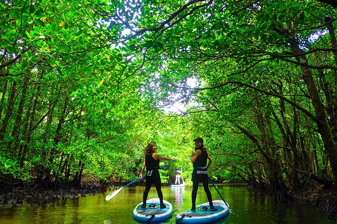 [Okinawa Iriomote] Sup/Canoe Tour at Mangrove & Limestone Cave Exploration - Important Information for Travelers