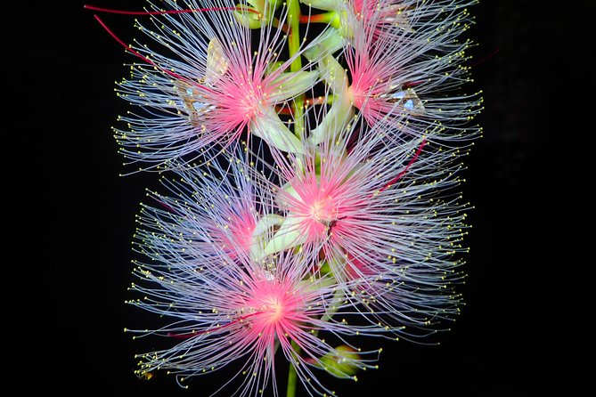 ［Ishigaki, Okinawa］Limited Time "Sagari Bana" Viewing Tour Quick Takeaways