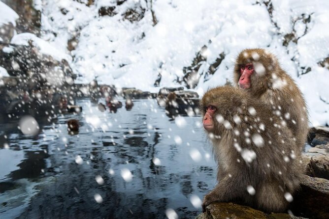 Explore Jigokudani Snow Monkey Park With a Knowledgeable Local Guide Quick Takeaways