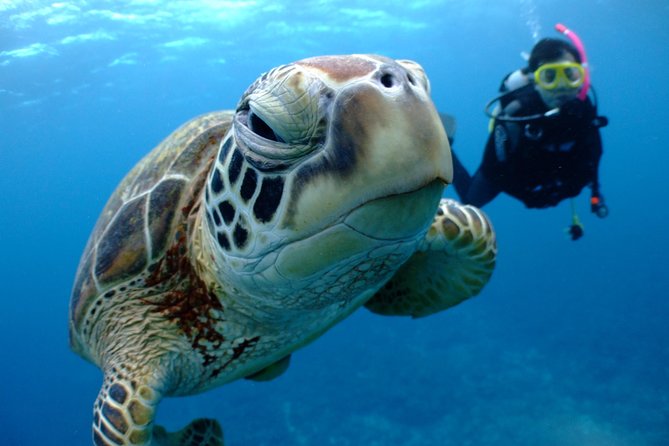 Full Day "Experience Diving" Trip at Kerama Islands - Quick Takeaways