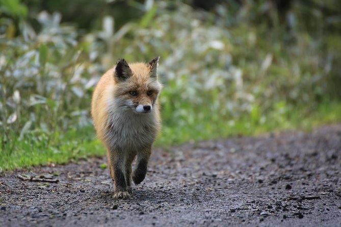 Furepe Waterfall Nature Walk Quick Takeaways
