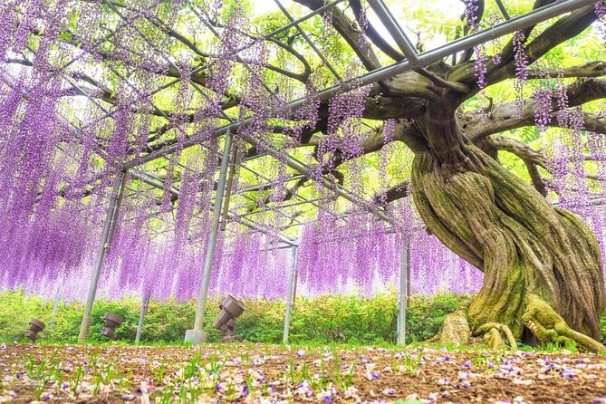 Hitachi National Seaside Parks Flowers & Ashikaga Flower Park - Quick Takeaways
