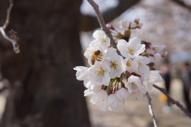 Nagano: Day Snow Monkey & Cherry Blossom Tour in Spring Quick Takeaways