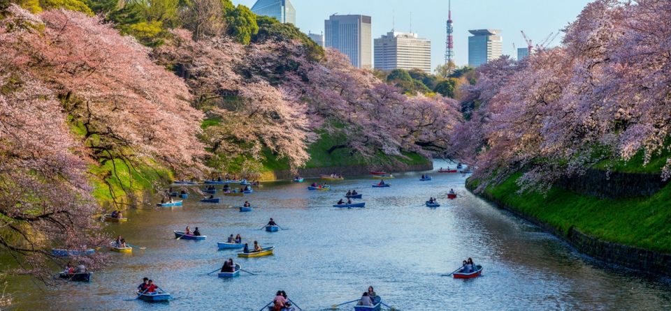 Tokyo: Private Cherry Blossom Experience - Experience Highlights