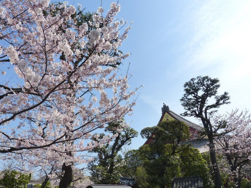 Tokyo: Private Cherry Blossom Experience - The Sum Up