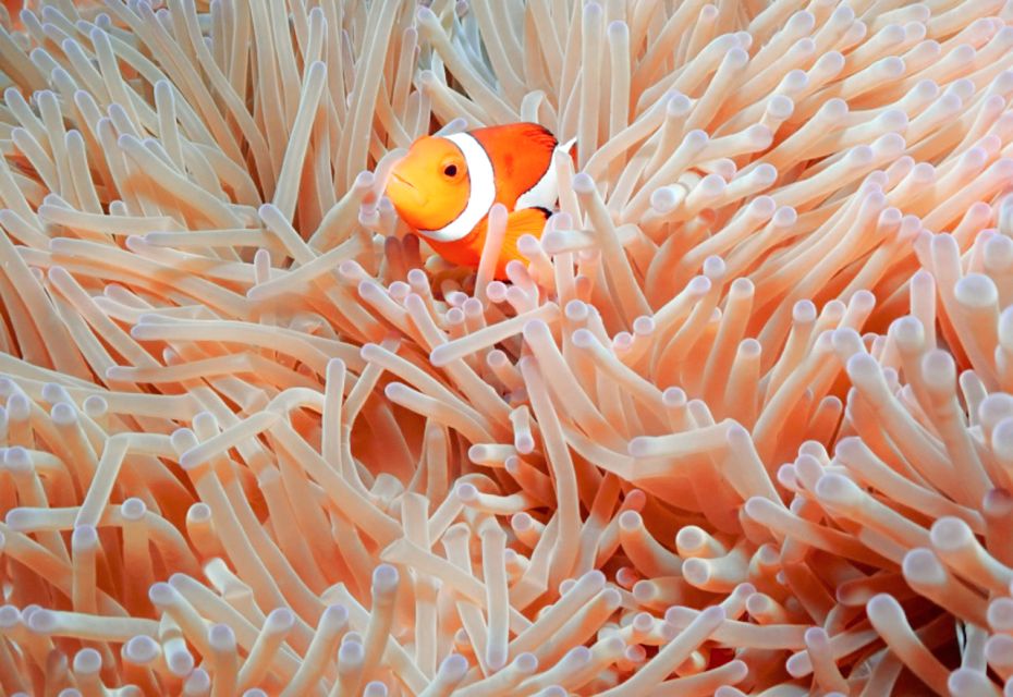 Naha, Okinawa: Kerama Islands Full-Day Intro-Diving Trip - Review Details