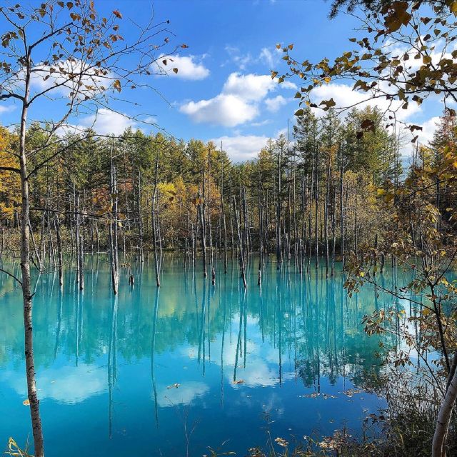 sapporo-biei-blue-pond-furano-flower-farm-trip-with-lunch-quick-takeaways