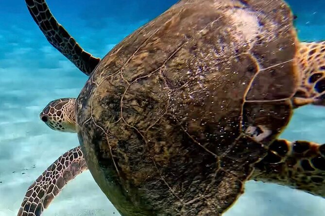 Tomori Beach Blue Cave Snokering/ENGLISH PRIVATE Quick Takeaways